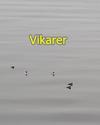 VIKARLISTE